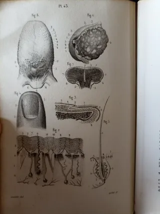 Petit Atlas Complet d'Anatomie Descriptive - J.-N.