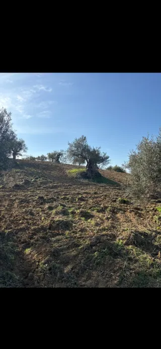 Parcela rústica en venta