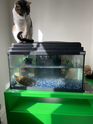 Pecera grande para peces o tortugas