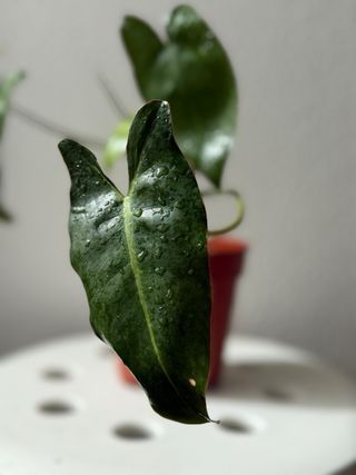 Philodendron Paraiso Verde