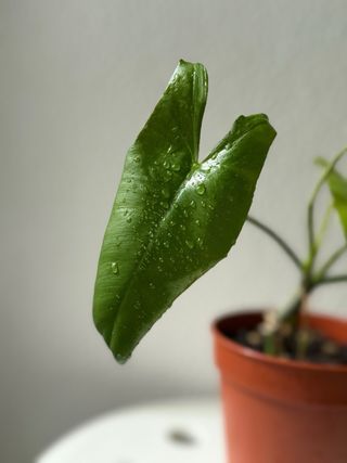 Philodendron Paraiso Verde