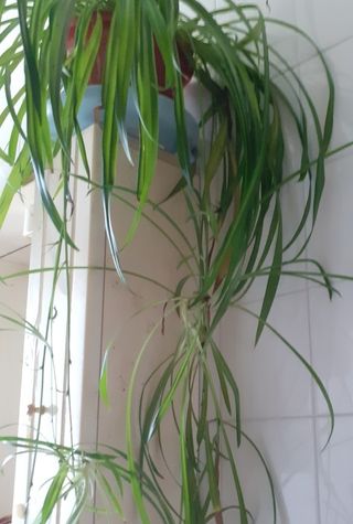 Vendo lote de esquejes con raíz de las tres planta