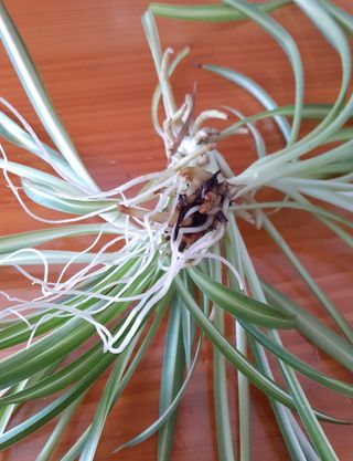 Vendo lote de esquejes con raíz de las tres planta
