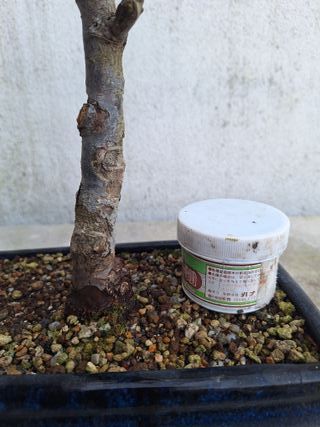 Bonsai Chaenomeles flor vermelha