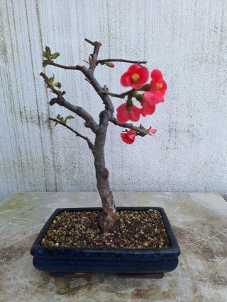 Bonsai Chaenomeles flor vermelha