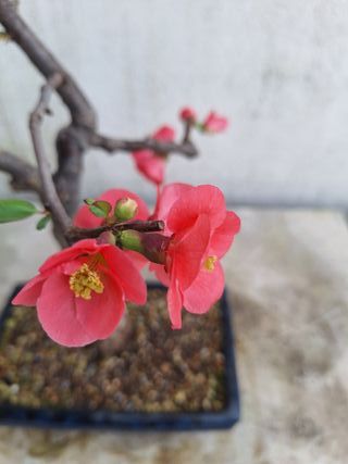 Bonsai Chaenomeles flor vermelha
