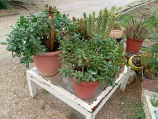 Variedad de plantas suculentas y cactus