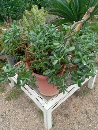 Variedad de plantas suculentas y cactus