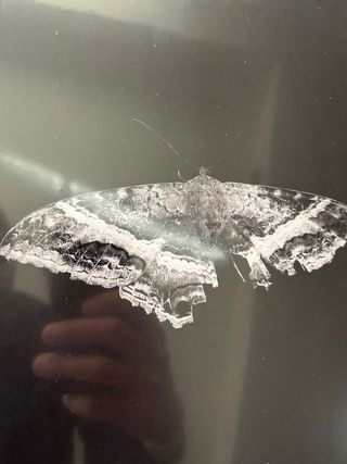 Kendrick Lamar To Pimp a Butterfly Vinile Sigillat