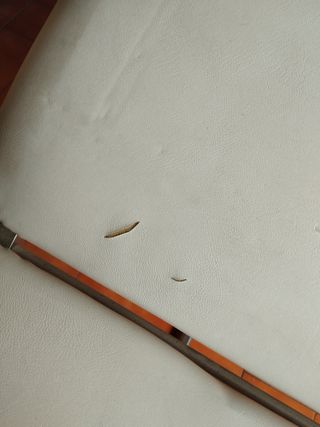 Camilla médica reclinable