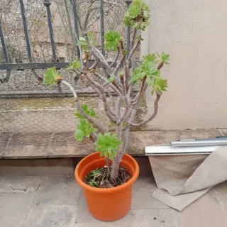 Plantas en macetas