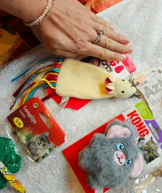 Spettacolare lotto di giocattoli e articoli per l'igiene per gatti