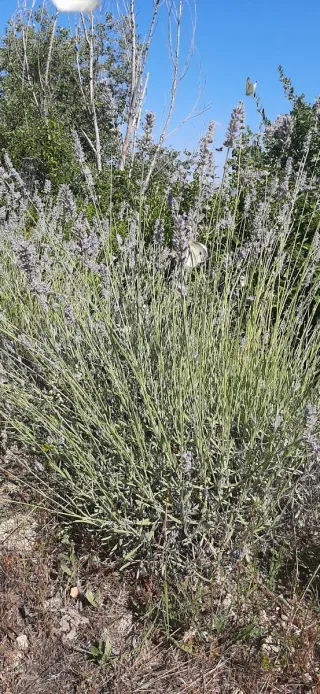 Idrolato di LAVANDA spray