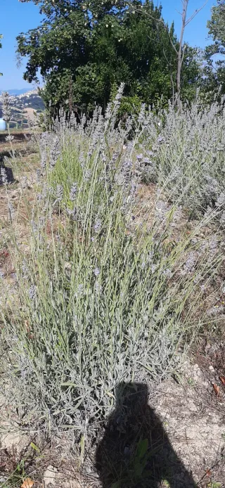 Idrolato di LAVANDA spray