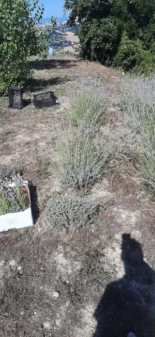 Idrolato di LAVANDA spray