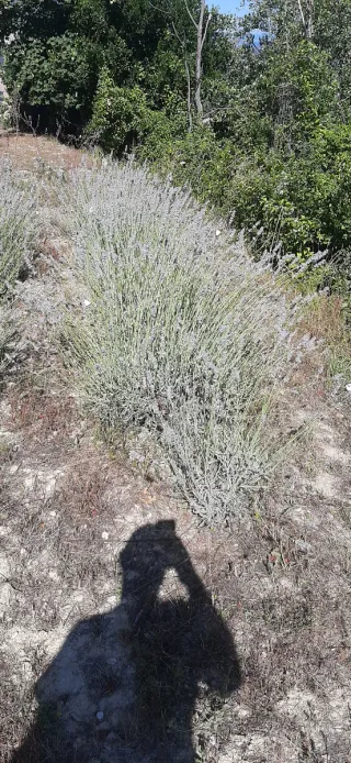 Idrolato di LAVANDA spray