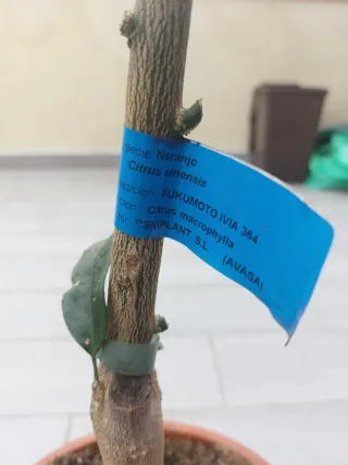 Naranjo valenciano - árbol en maceta