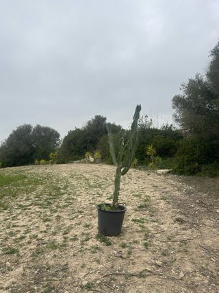 Plantas grandes para jardín mediterráneo