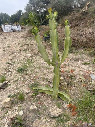 Plantas grandes para jardín mediterráneo