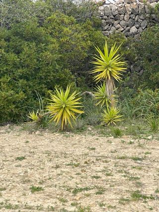 Plantas grandes para jardín mediterráneo
