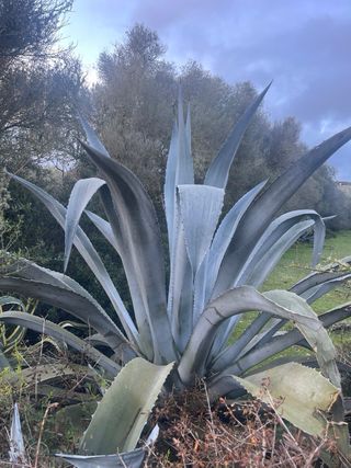 Plantas grandes para jardín mediterráneo