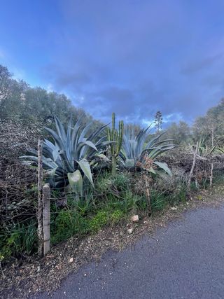 Plantas grandes para jardín mediterráneo
