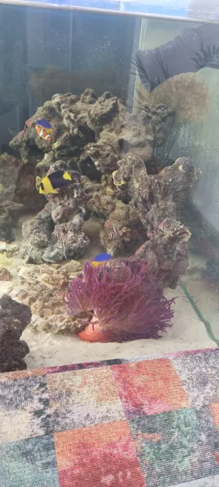 Pack Acuario Marino Completo 230L + 110L