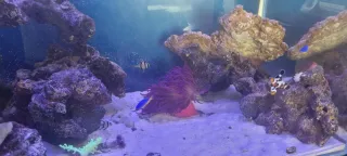 Pack Acuario Marino Completo 230L + 110L