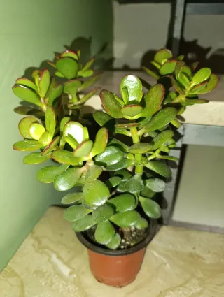 Planta Jade