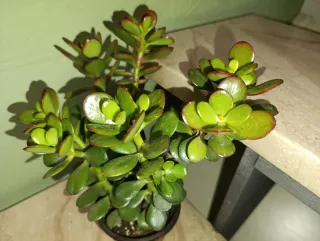Planta Jade