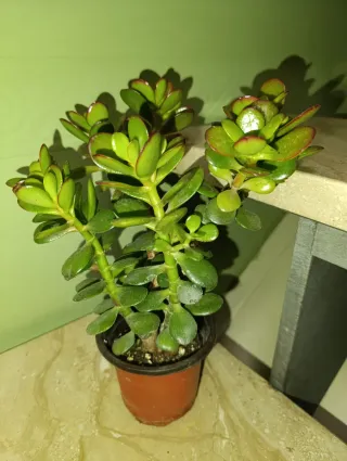 Planta Jade
