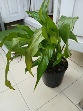 Planta Espatifilo / Lirio de la Paz