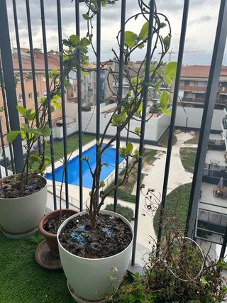 Planta enredadera tipo kiwi