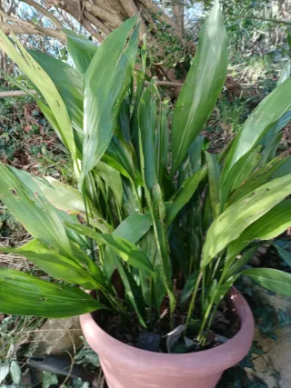 Planta grande Arpidistra para sombra
