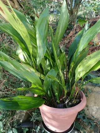 Planta grande Arpidistra para sombra