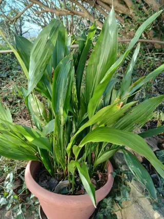 Planta grande Arpidistra para sombra