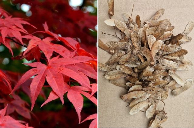 Semi Acero Giapponese Rosso Palmato - 50 pezzi