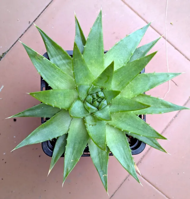 Aloe Espiral. Planta viva suculenta