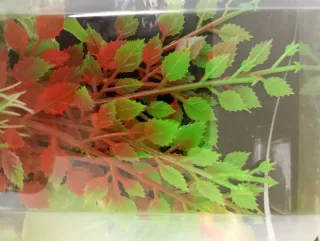 PLANTA ARTIFICIAL ACUARIO 12 CM