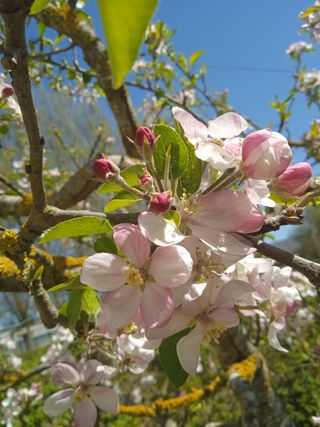 Tala y poda de arboles.