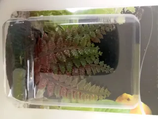 PLANTA ARTIFICIAL ACUARIO 6 CM