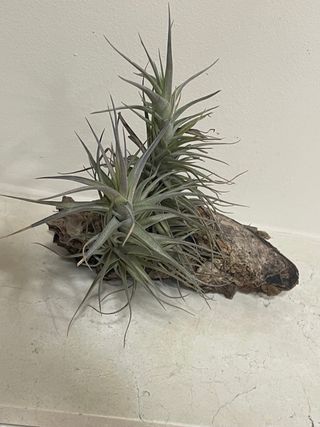 Planta Tillandsia en madera