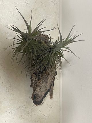 Planta Tillandsia en madera