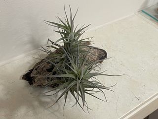 Planta Tillandsia en madera