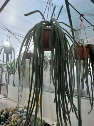 Pianta Coda di Scimmia/Topo Appesa