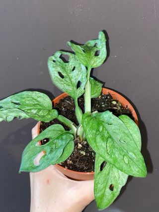 Monstera Adansonii Mint