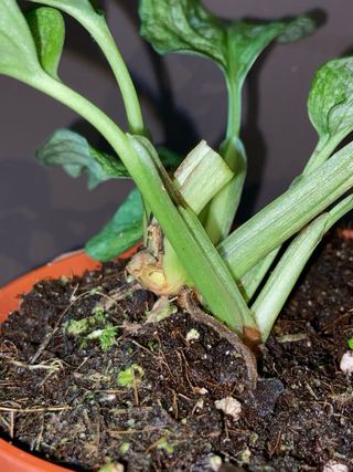 Monstera Adansonii Mint