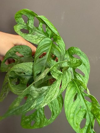 Monstera Adansonii Mint