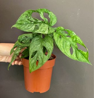 Monstera Adansonii Mint