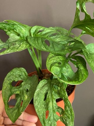 Monstera Adansonii Mint